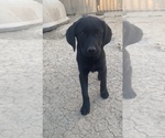 Small Photo #1 Labrador Retriever Puppy For Sale in LOS BANOS, CA, USA