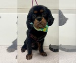 Small Cavalier King Charles Spaniel