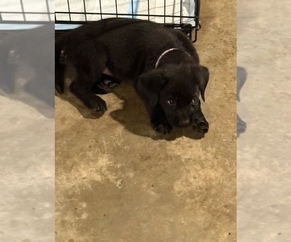 Medium Photo #4 Mastador Puppy For Sale in DAYTON, TN, USA