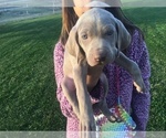 Small Photo #1 Weimaraner Puppy For Sale in WILLOWS, CA, USA