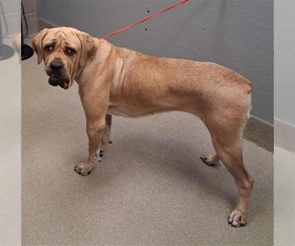 Medium Photo #1 Mastiff-Unknown Mix Puppy For Sale in Las Vegas, NV, USA