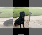 Small Photo #1 Rottweiler Puppy For Sale in SHELBY, NC, USA