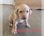 Puppy 1 Labrador Retriever