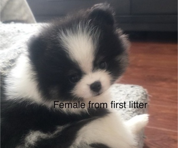 Medium Photo #33 Pomeranian Puppy For Sale in SAN JOSE, CA, USA