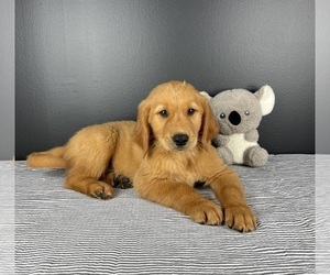 Golden Retriever Puppy for sale in INDIANAPOLIS, IN, USA