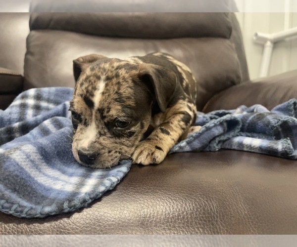 Medium Photo #61 American Bully Puppy For Sale in REESEVILLE, WI, USA