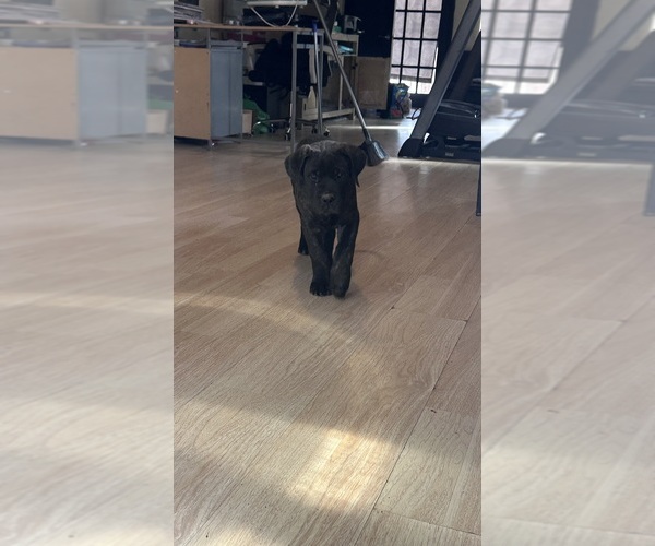 Medium Photo #2 Mastiff Puppy For Sale in DEMING, NM, USA