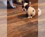 Small French Bulldog
