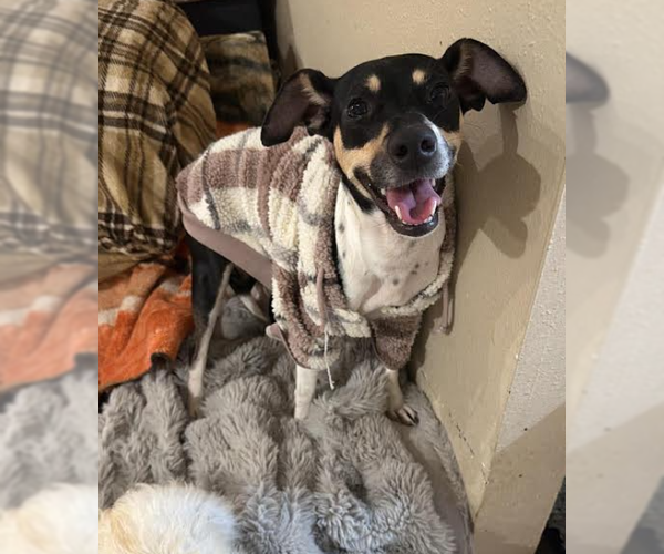 Medium Photo #3 Rat Terrier-Unknown Mix Puppy For Sale in Cranston, RI, USA