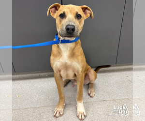 Retriever -Unknown Mix Dogs for adoption in Washington, DC, USA