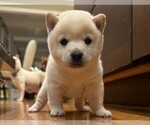 Puppy Snowball Shiba Inu