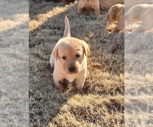 Labrador Retriever Puppy for Sale in HUNTSVILLE, Alabama USA
