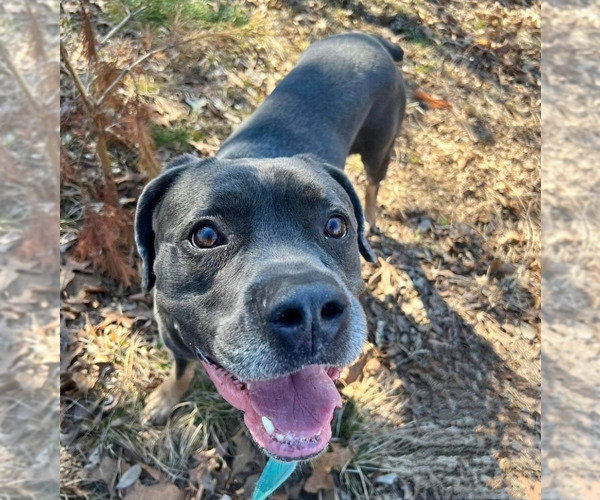 Medium Photo #4 Neapolitan Mastiff-Unknown Mix Puppy For Sale in garner, NC, USA