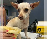 Small Chihuahua Mix