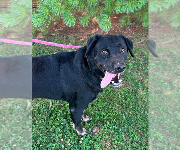 Medium Photo #1 Rottweiler-Unknown Mix Puppy For Sale in Evansville, IN, USA