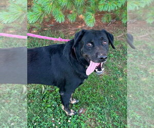 Rottweiler-Unknown Mix Dogs for adoption in Evansville, IN, USA