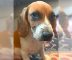 Small #4 Beagle Mix