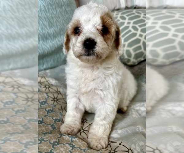 Medium Photo #2 Goldendoodle (Miniature) Puppy For Sale in PENSACOLA, FL, USA