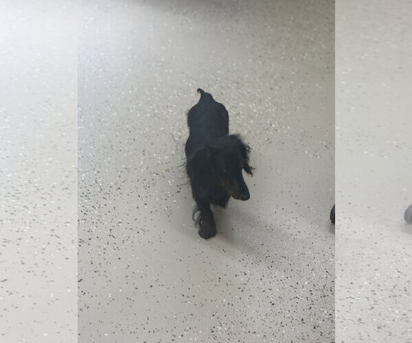 Medium Photo #3 Dachshund Puppy For Sale in York, SC, USA