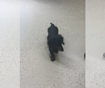 Small #2 Dachshund