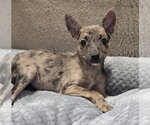 Small #1 Australian Shepherd Mix