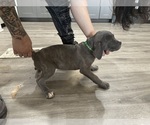 Puppy Grenny Cane Corso