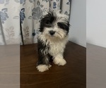 Small #17 Havanese