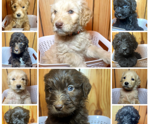Double Doodle Litter for sale in ROUNDHILL, KY, USA