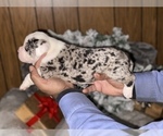 Small Photo #5 Alapaha Blue Blood Bulldog Puppy For Sale in DETROIT, MI, USA