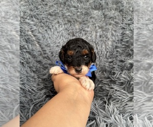 Poodle (Toy) Puppy for sale in JEFFERSONVILLE, IN, USA