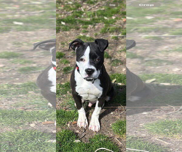 Medium Photo #3 Mutt Puppy For Sale in Woodbury, NY, USA