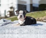 Small Photo #10 Boston Terrier Puppy For Sale in MILLERSBURG, OH, USA