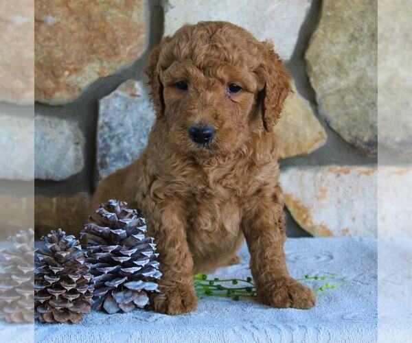 Medium Photo #1 Goldendoodle-Poodle (Standard) Mix Puppy For Sale in KINZERS, PA, USA