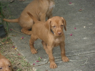 Vizsla Puppy for sale in MAGNOLIA, DE, USA