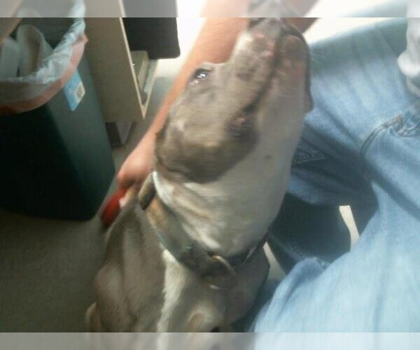 Medium Photo #1 American Pit Bull Terrier Puppy For Sale in Lufkin, TX, USA