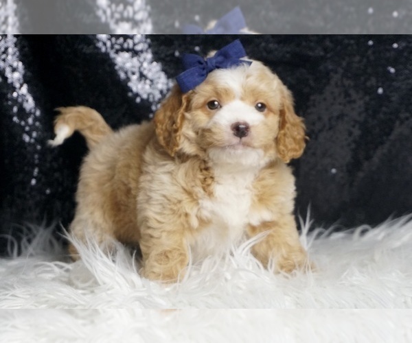 Medium Photo #76 Goldendoodle (Miniature) Puppy For Sale in WARSAW, IN, USA