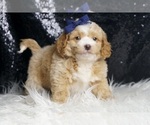 Small Photo #76 Goldendoodle (Miniature) Puppy For Sale in WARSAW, IN, USA