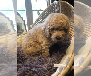 Mother of the Goldendoodle-Poodle (Miniature) Mix puppies born on 02/15/2023