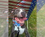 Small #17 American Staffordshire Terrier