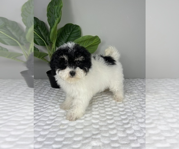 Medium Photo #6 Bernedoodle (Miniature) Puppy For Sale in FRANKLIN, IN, USA