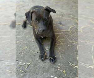 American Pit Bull Terrier-Unknown Mix Dogs for adoption in Overland Park, KS, USA