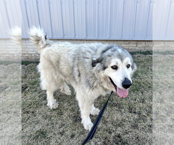 Medium Photo #1 Great Pyrenees-Unknown Mix Puppy For Sale in Williamsburg, IA, USA