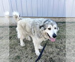 Small Great Pyrenees Mix