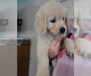 English Cream Golden Retriever Puppy for sale in TOLEDO, OH, USA