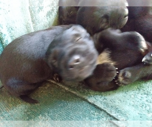 Medium Photo #9 Belgian Malinois-German Shorthaired Pointer Mix Puppy For Sale in SALINAS, CA, USA