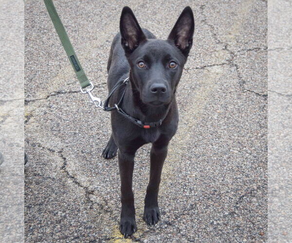 Medium Photo #3 German Shepherd Dog-Unknown Mix Puppy For Sale in Huntley, IL, USA