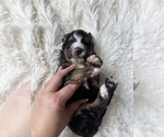 Small #85 Bernedoodle