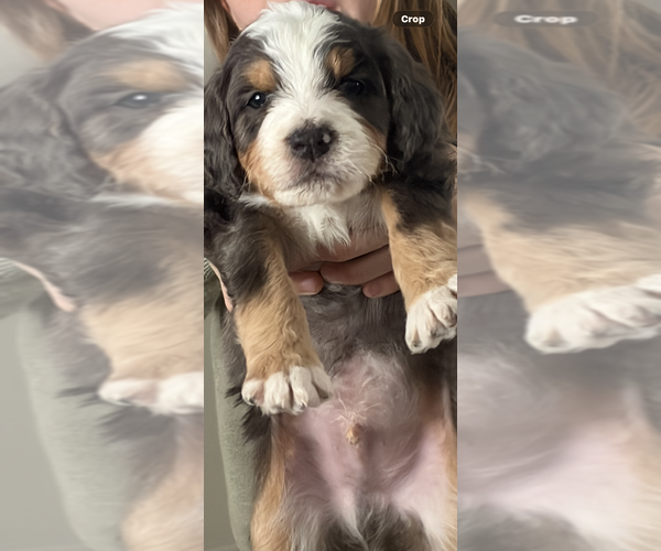 Medium Photo #4 Bernedoodle Puppy For Sale in MIDLAND, MI, USA