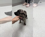 Small Photo #2 American Staffordshire Terrier-Unknown Mix Puppy For Sale in Holly Springs, NC, USA