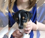 Small Photo #4 Jack Russell Terrier Puppy For Sale in PEABODY, KS, USA